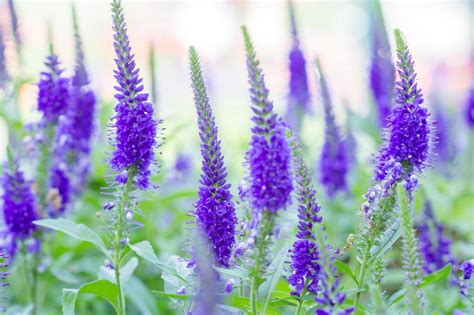 多年生草花種類|多年草とは？一年草や宿根草との違い、育てやすい花。